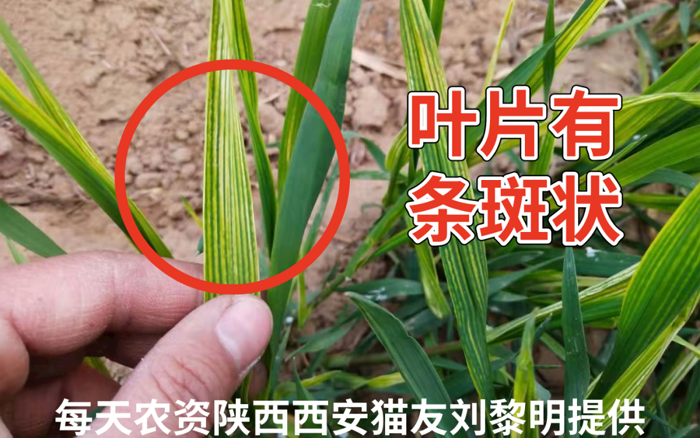 小麦叶片发黄，你可能忽略了这两个原因