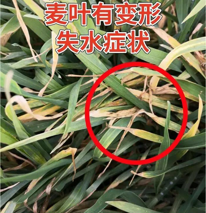 小麦叶片发黄