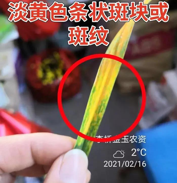小麦叶片发黄