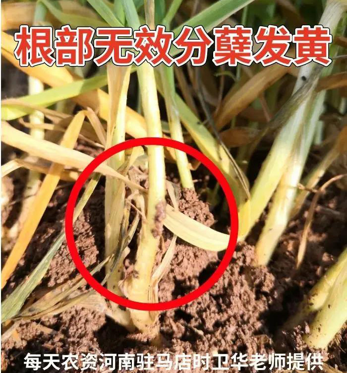 小麦叶片发黄