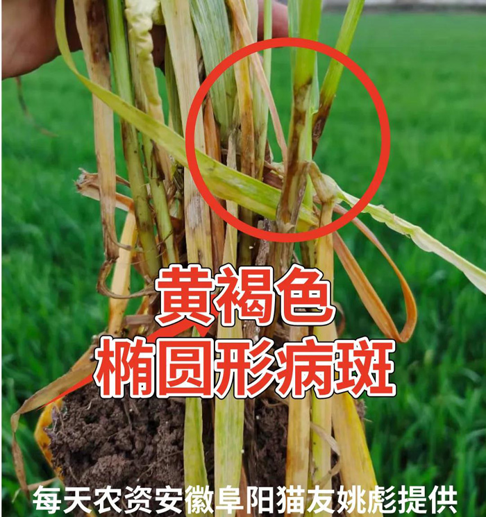 小麦叶片发黄