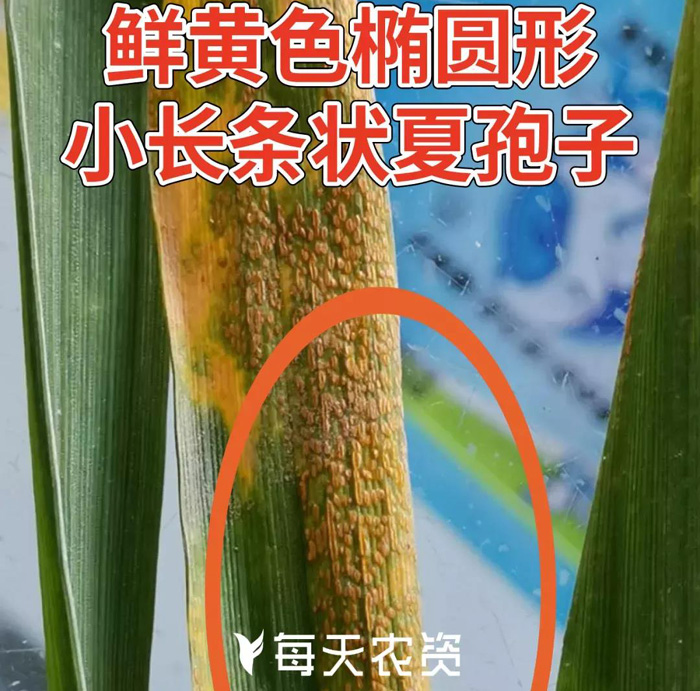 小麦条锈病