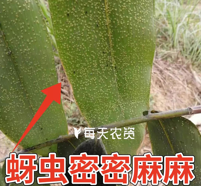 4月小心蚜虫，小麦、桃树、西瓜、柑橘等要重点关注！