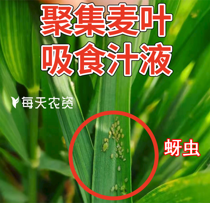 蚜虫