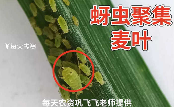 蚜虫