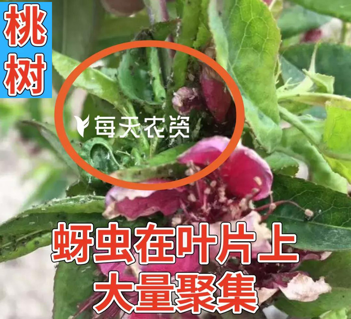 蚜虫