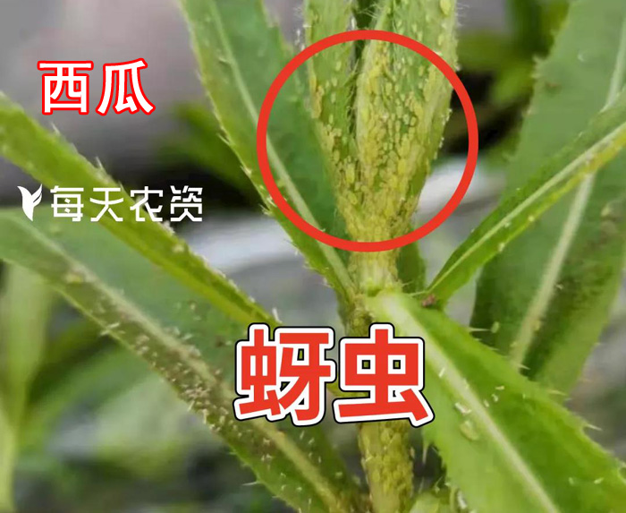 蚜虫