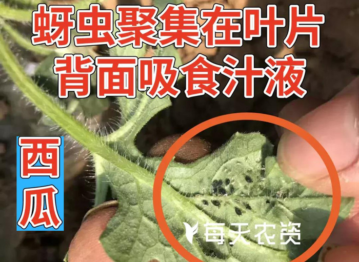 蚜虫
