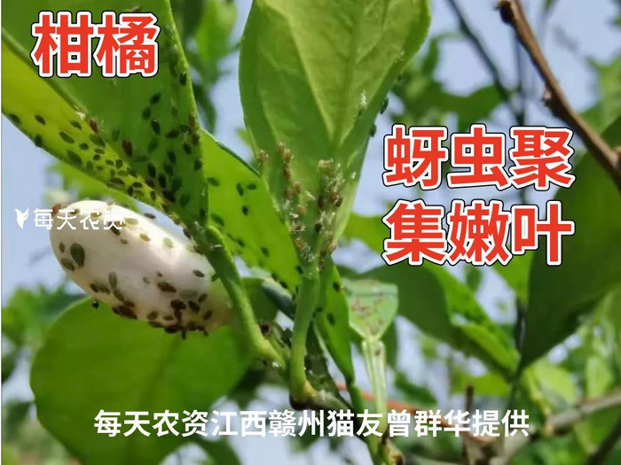 蚜虫