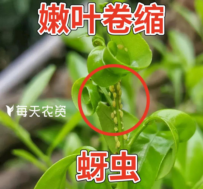 蚜虫