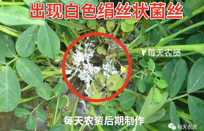 花生白绢病