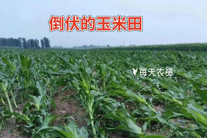 玉米倒伏如何正确补救？