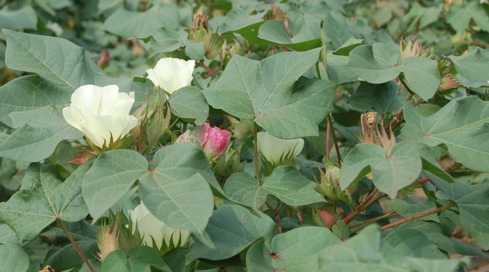 棉花