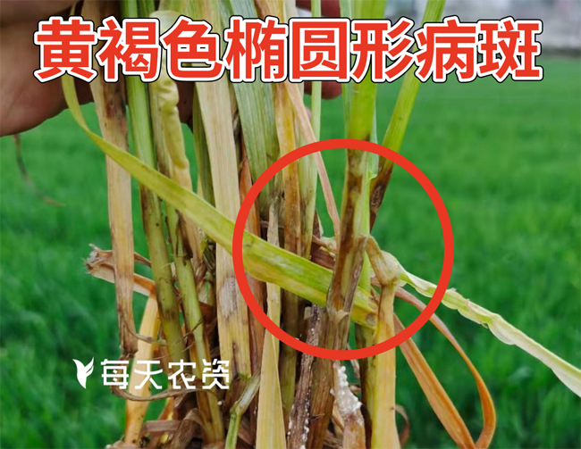 小麦纹枯病防治的最佳时期