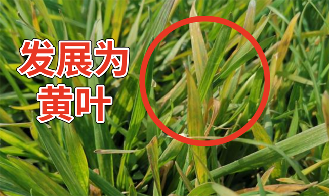 小麦