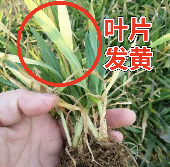 小麦