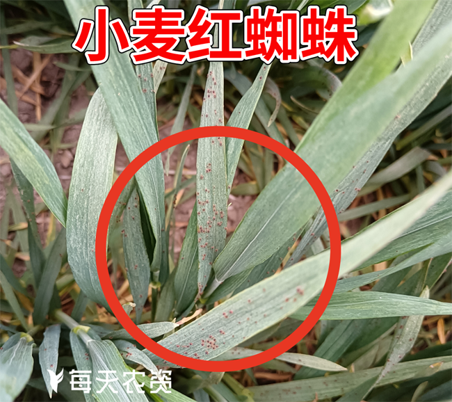 小麦红蜘蛛