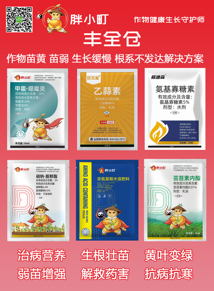 小麦苗黄