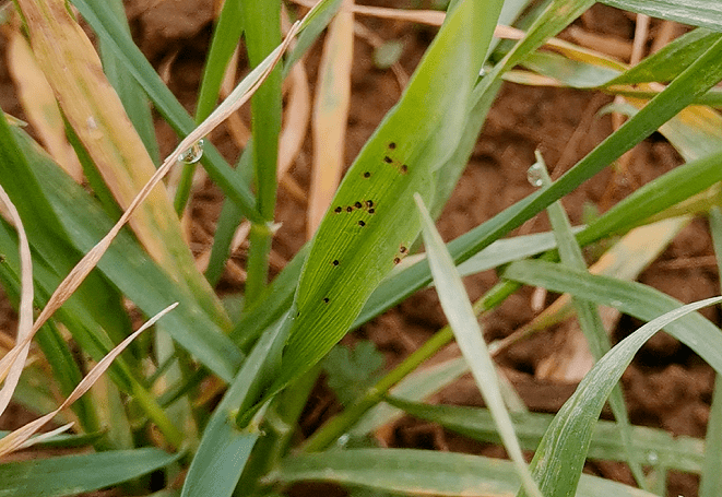 小麦红蜘蛛