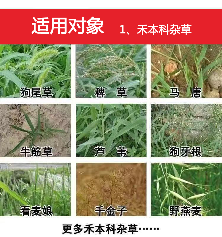 玉阳光