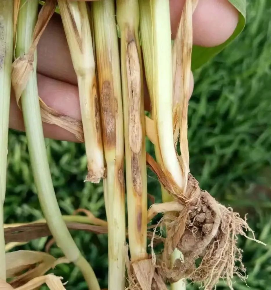 小麦纹枯病引起的小麦叶片发黄该如何防治？
