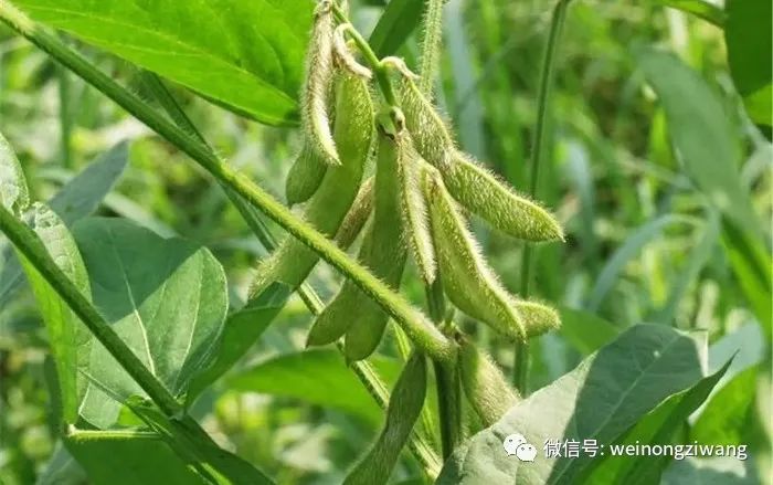 大豆除草剂有哪些品种？大豆除草剂什么时候打好？