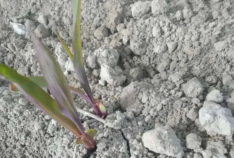 玉米紫苗