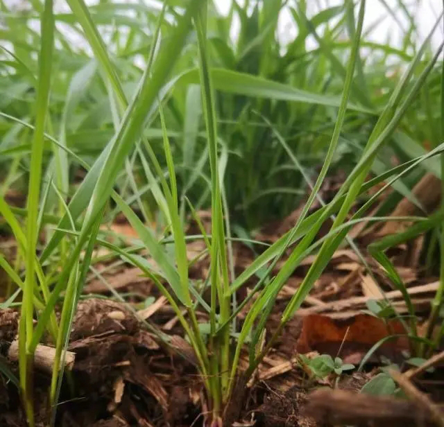 多花黑麦草