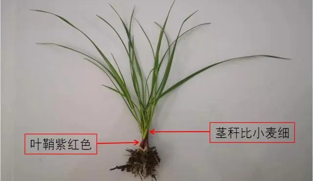 多花黑麦草