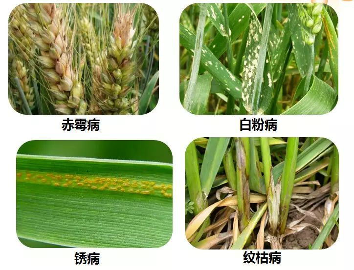 小麦病害