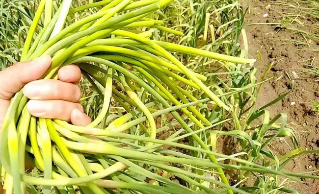 大蒜抽苔的前提条件，大蒜抽苔的方法
